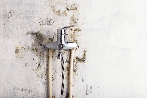 Best Residential Mold Remediation in Sheldon, TX