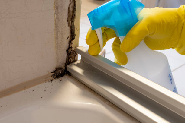 Best Mold Testing and Inspection Services in Sheldon, TX