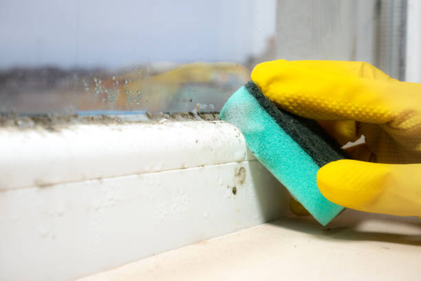 Best HVAC Mold Remediation in Sheldon, TX