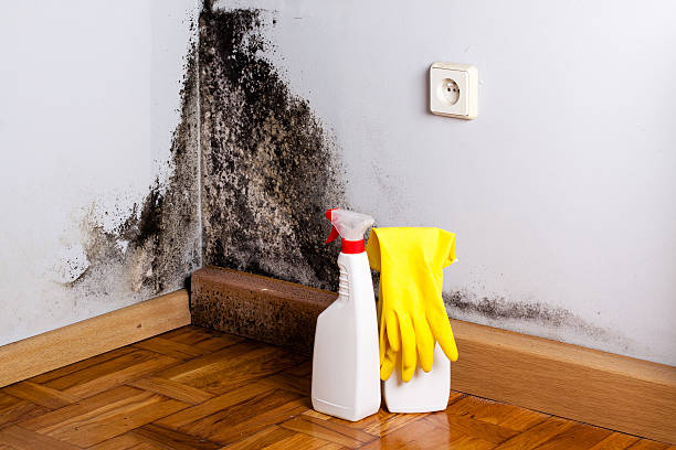 Best Commercial Mold Remediation in Sheldon, TX