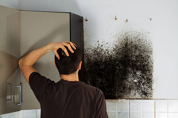 Best Kitchen Mold Remediation in Sheldon, TX