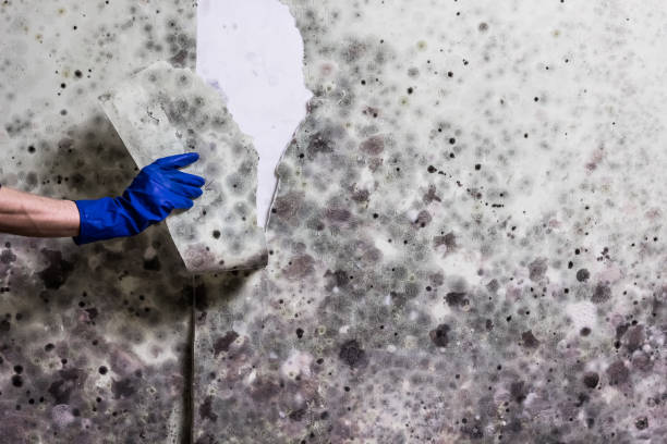 Professional Mold Remediation in Sheldon, TX